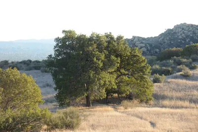 DSC_5559 (Large).JPG